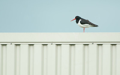 BUITEN BEELD Foto: 154497