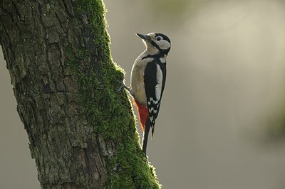 BUITEN BEELD Foto: 154514