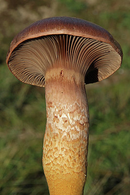 BUITEN BEELD Foto: 154538