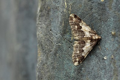 BUITEN BEELD Foto: 154558