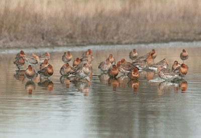 BUITEN BEELD Foto: 154592