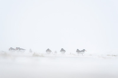 BUITEN BEELD Foto: 154615