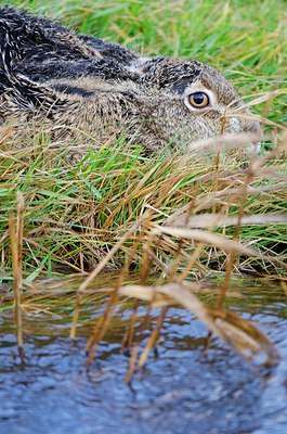 BUITEN BEELD Foto: 154630