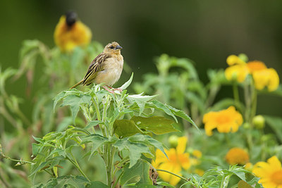 BUITEN BEELD Foto: 154643