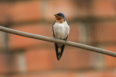 BUITEN BEELD Foto: 154644