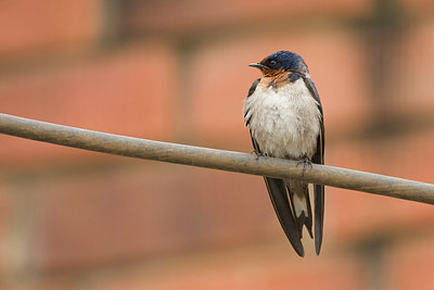 BUITEN BEELD Foto: 154646