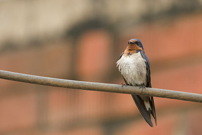 BUITEN BEELD Foto: 154648