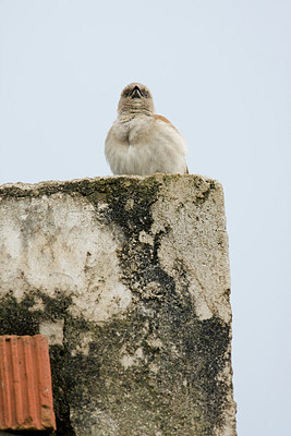 BUITEN BEELD Foto: 154650