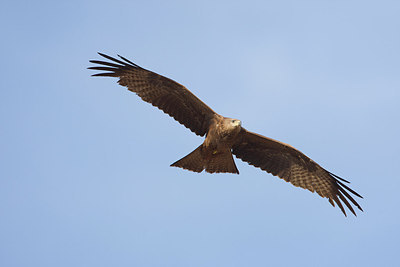 BUITEN BEELD Foto: 154678