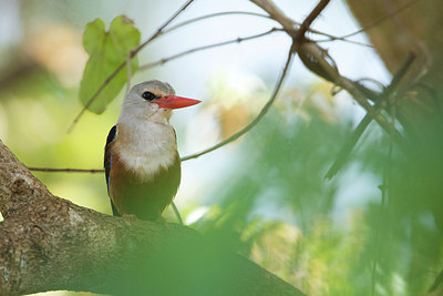 BUITEN BEELD Foto: 154688