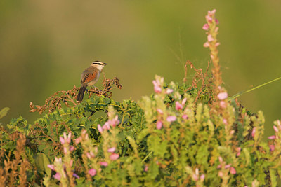 BUITEN BEELD Foto: 154692