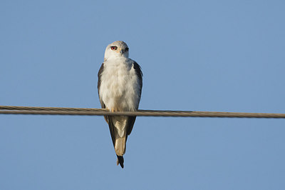 BUITEN BEELD Foto: 154693