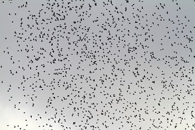 BUITEN BEELD Foto: 154739