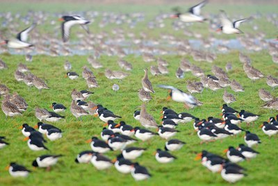 BUITEN BEELD Foto: 154761