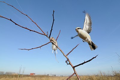 BUITEN BEELD Foto: 154794