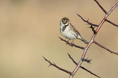 BUITEN BEELD Foto: 154808