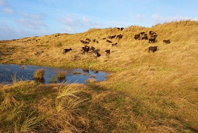 BUITEN BEELD Foto: 154874