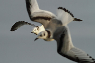 BUITEN BEELD Foto: 154951