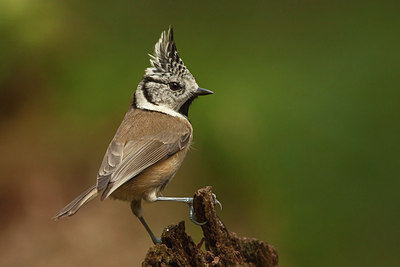 BUITEN BEELD Foto: 154954