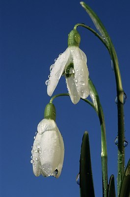 BUITEN BEELD Foto: 155020