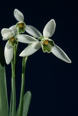 BUITEN BEELD Foto: 155021