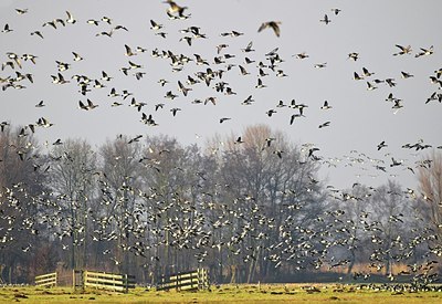 BUITEN BEELD Foto: 155065
