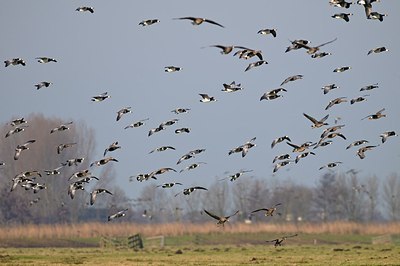 BUITEN BEELD Foto: 155068