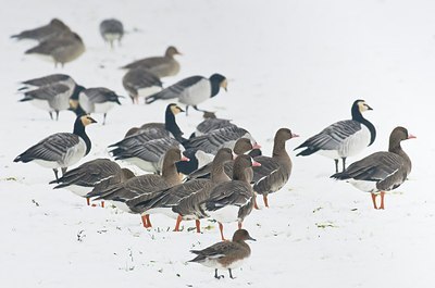 BUITEN BEELD Foto: 155072