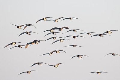 BUITEN BEELD Foto: 155083