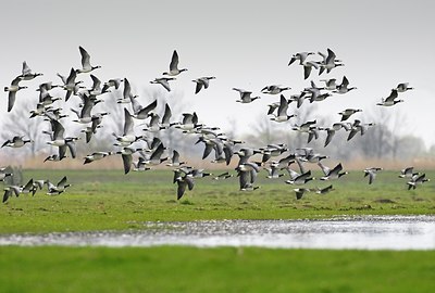 BUITEN BEELD Foto: 155086
