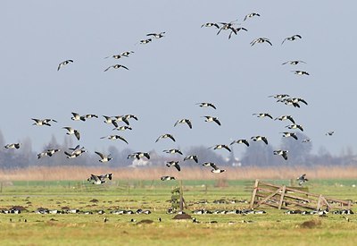 BUITEN BEELD Foto: 155088