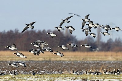 BUITEN BEELD Foto: 155089