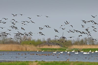 BUITEN BEELD Foto: 155094