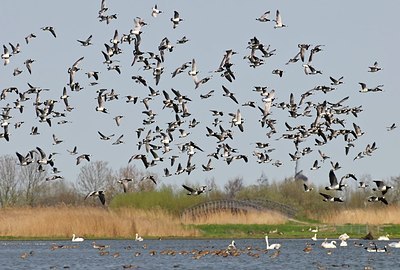 BUITEN BEELD Foto: 155096