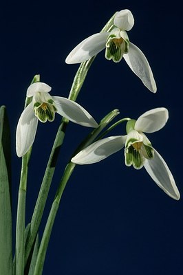 BUITEN BEELD Foto: 155097