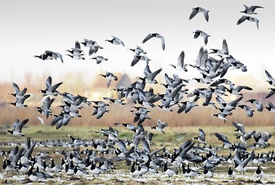 BUITEN BEELD Foto: 155101