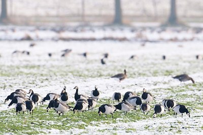 BUITEN BEELD Foto: 155106