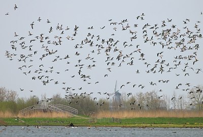 BUITEN BEELD Foto: 155111