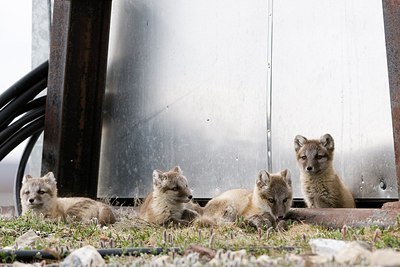 BUITEN BEELD Foto: 155150