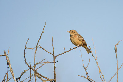 BUITEN BEELD Foto: 155160