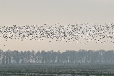 BUITEN BEELD Foto: 155171