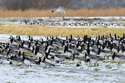 BUITEN BEELD Foto: 155178