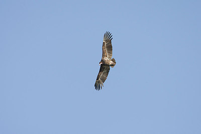 BUITEN BEELD Foto: 155185