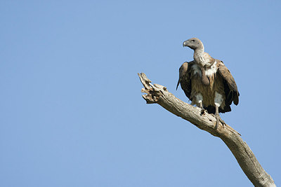 BUITEN BEELD Foto: 155192