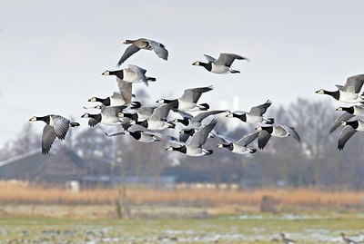 BUITEN BEELD Foto: 155197