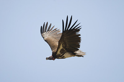 BUITEN BEELD Foto: 155200