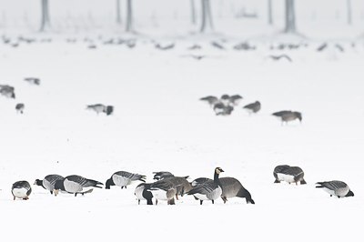 BUITEN BEELD Foto: 155216