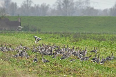 BUITEN BEELD Foto: 155244