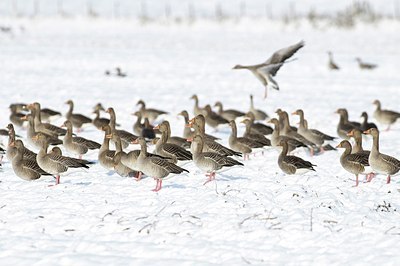 BUITEN BEELD Foto: 155245