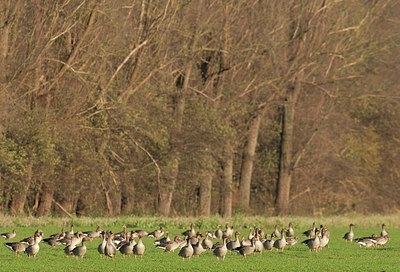 BUITEN BEELD Foto: 155247